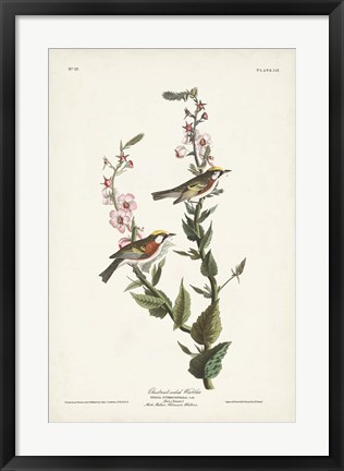 Framed Pl. 59 Chestnut-sided Warbler Print