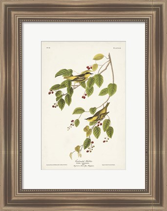 Framed Pl. 60 Carbonated Warbler Print