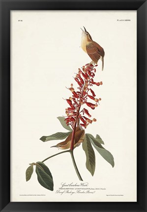 Framed Pl. 78 Great Carolina Wren Print