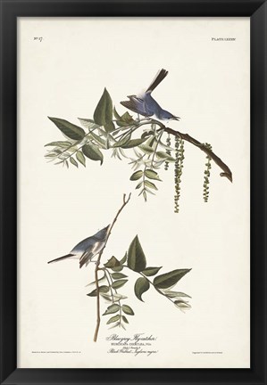 Framed Pl. 84 Bluegrey Flycatcher Print