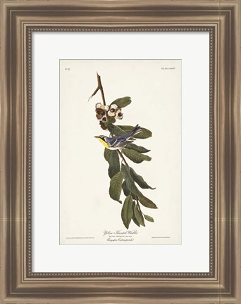 Framed Pl. 85 Yellow-throated Warbler Print