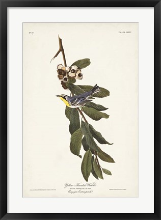 Framed Pl. 85 Yellow-throated Warbler Print