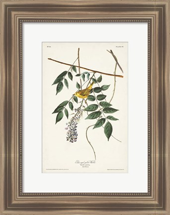 Framed Pl. 95 Blue-eyed Yellow Warbler Print