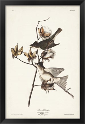 Framed Pl. 120 Pewit Flycatcher Print