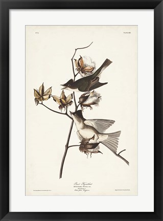 Framed Pl. 120 Pewit Flycatcher Print