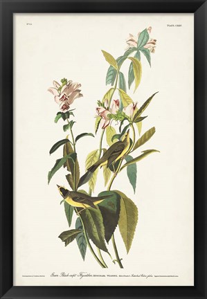 Framed Pl. 124 Green Black-capt Flycatcher Print