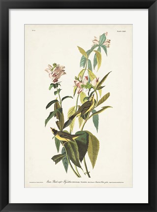 Framed Pl. 124 Green Black-capt Flycatcher Print