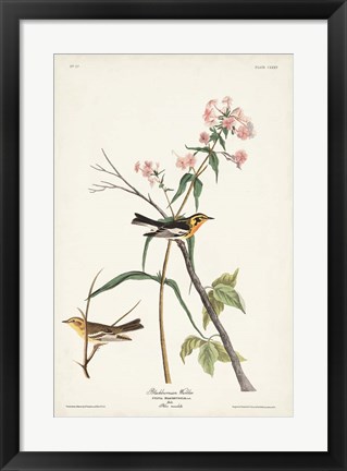 Framed Pl. 135 Blackburnian Warbler Print