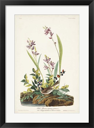 Framed Pl. 139 Field Sparrow Print