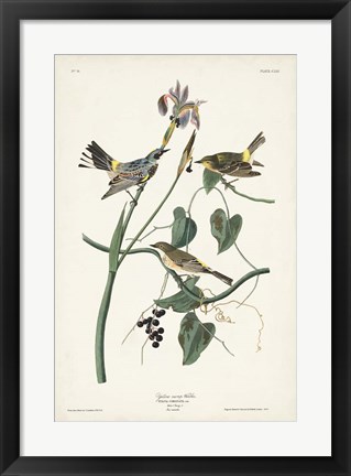 Framed Pl. 153 Yellow-rump Warbler Print