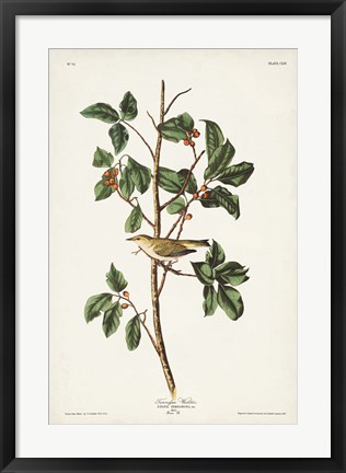 Framed Pl. 154 Tennessee Warbler Print