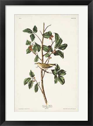 Framed Pl. 154 Tennessee Warbler Print