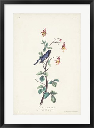 Framed Pl. 155 Black-throated Blue Warbler Print