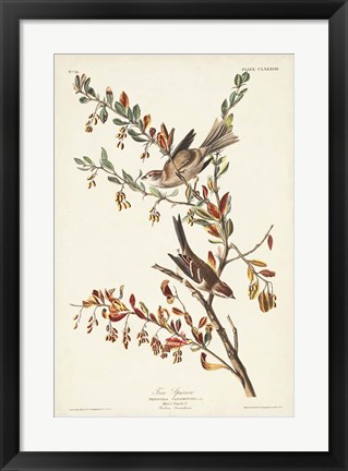 Framed Pl. 188 Tree Sparrow Print