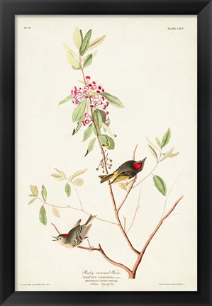 Framed Pl. 195 Ruby-crowned Wren Print