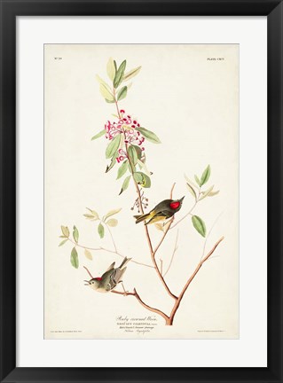 Framed Pl. 195 Ruby-crowned Wren Print