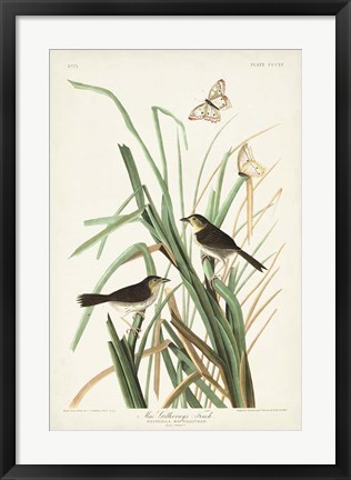 Framed Pl. 355 Mac Gillivray&#39;s Finch Print