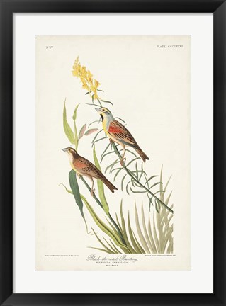 Framed Pl. 384 Black-throated Bunting Print