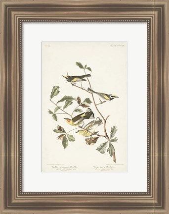 Framed Pl. 414 Golden-winged Warbler Print