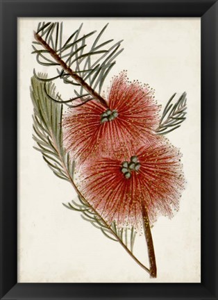 Framed Bottle Brush Flower I Print