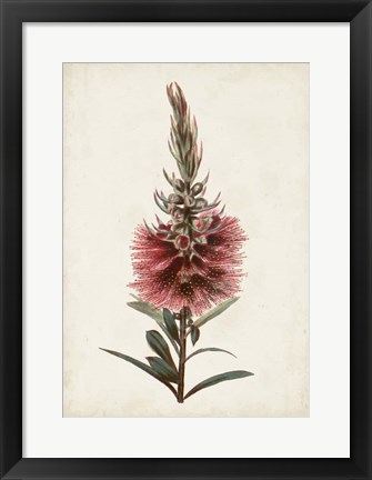 Framed Bottle Brush Flower II Print