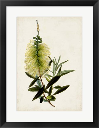 Framed Bottle Brush Flower IV Print