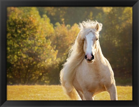 Framed Golden Lit Horse IV Print