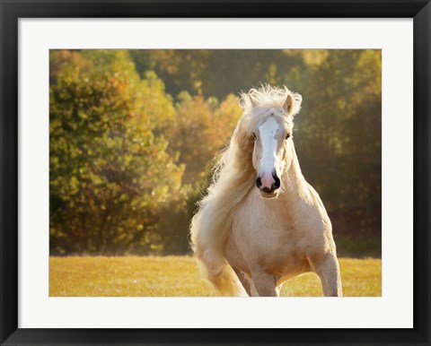 Framed Golden Lit Horse IV Print