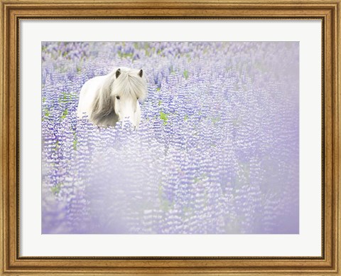 Framed Horse in Lavender II Print