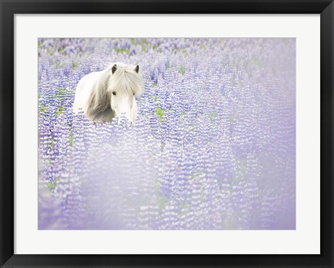 Framed Horse in Lavender II Print