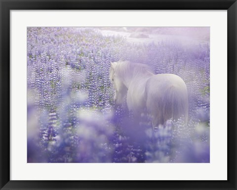 Framed Horse in Lavender IV Print