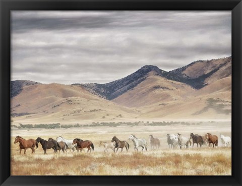 Framed Horse Run II Print