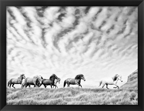 Framed Horse Run III Print