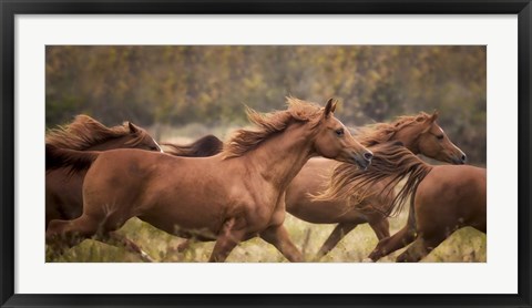 Framed Horse Run VI Print