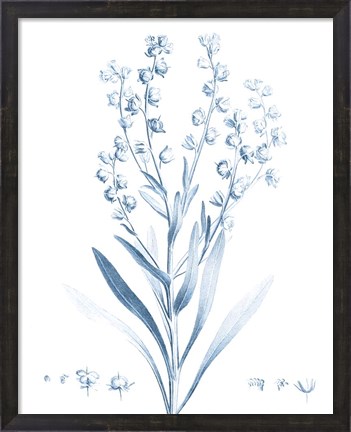 Framed Antique Botanical in Blue I Print