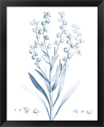 Framed Antique Botanical in Blue I Print