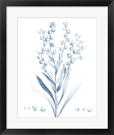 Framed Antique Botanical in Blue I Print