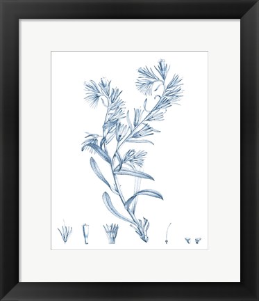 Framed Antique Botanical in Blue II Print