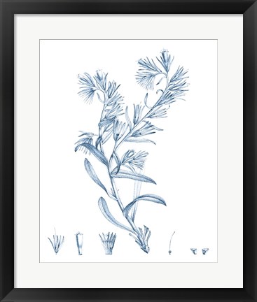 Framed Antique Botanical in Blue II Print