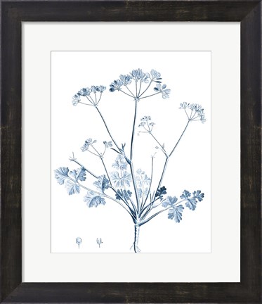 Framed Antique Botanical in Blue IV Print