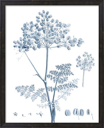 Framed Antique Botanical in Blue VI Print
