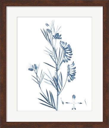 Framed Antique Botanical in Blue IX Print