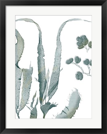 Framed Seaside Seaweed III Print