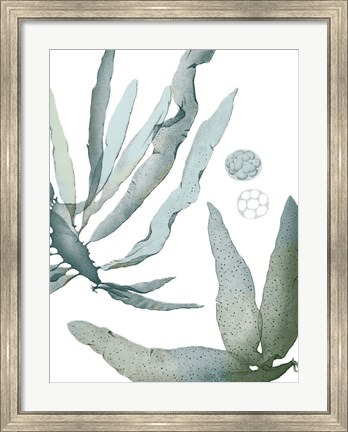 Framed Seaside Seaweed IV Print