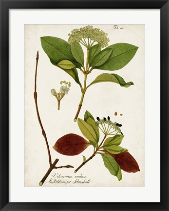 Framed Antique Greenery II Print