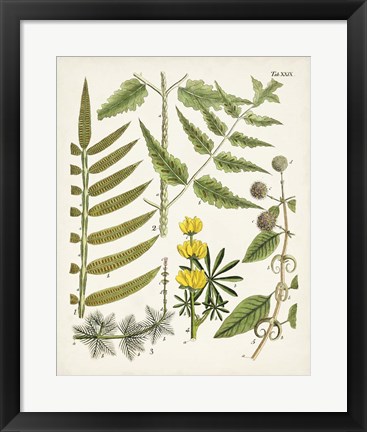 Framed Fanciful Ferns II Print