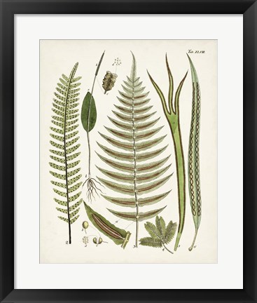 Framed Fanciful Ferns V Print