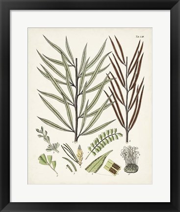 Framed Fanciful Ferns VIII Print