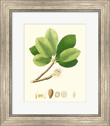 Framed Spring Green Foliage II Print