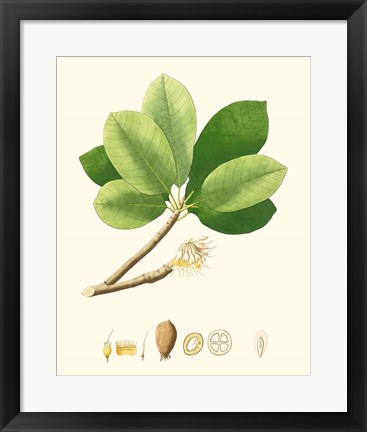 Framed Spring Green Foliage II Print